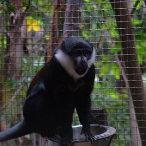 L'hoest's Guenon at Jungle Park (Las Aguilas), 13/11/10