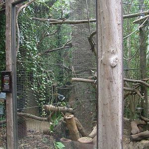 L'hoest's Guenon Exhibit at Jungle Park (Las Aguilas), 13/11/10