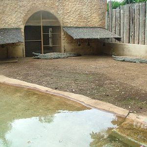 Nile Crocodile at Jungle Park (Las Aguilas), 13/11/10