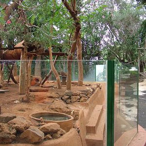Racoon Exhibit at Jungle Park (Las Aguilas), 13/11/10