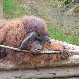 Hybrid Orang at Jungle Park (Las Aguilas), 13/11/10