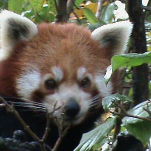 Red panda 061110