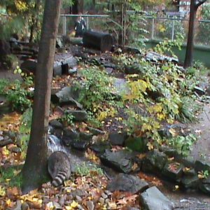 Raccoon enclosure 061110