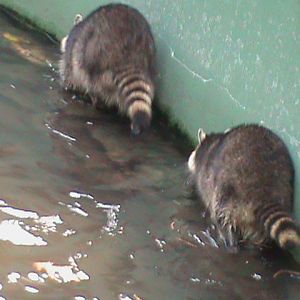 Raccoons 061110