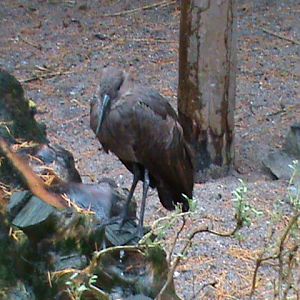 Hamerkop 061110