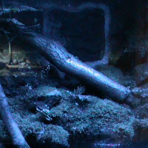 Amphibian vivarium 061110
