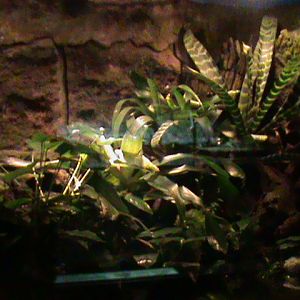 Amphibian vivarium 061110