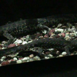 Iberian ribbed newts 061110