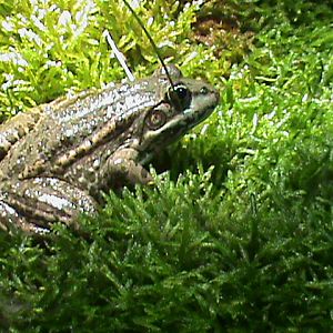 Marsh frog? 061110