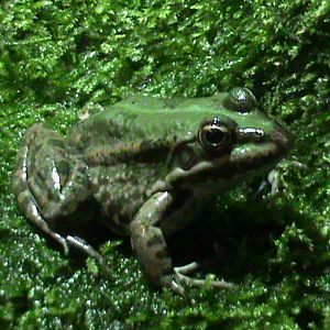 Marsh frog? 061110