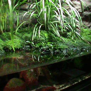 Amphibian vivarium 061110