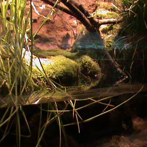 Amphibian vivarium 061110