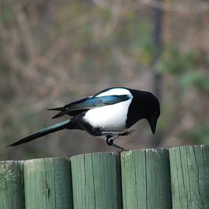 MAGPIE