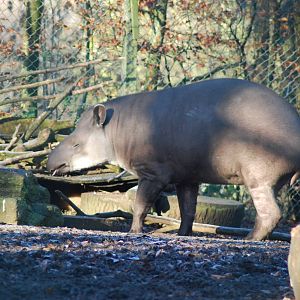 Tapir
