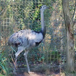 new arrival Rhea