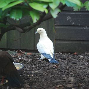 Imperial Pigeon