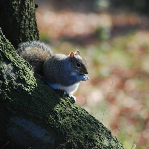 Grey Squirrel
