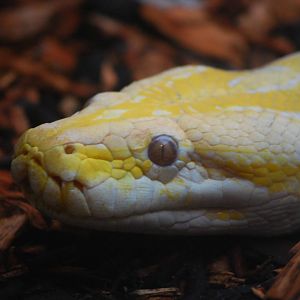 Albino Burmese Rock Python