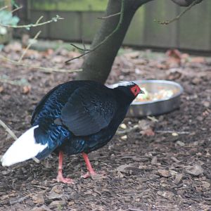 VIETNAMESE OR EDWARDS PHEASANT