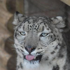 NEW ARRIVAL - NANGA THE SNOW LEOPARD