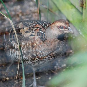 ELLIOTTS PHEASANT HEN