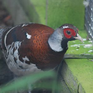 ELLIOTT'S PHEASANT [Syrmaticus elliotti];