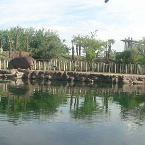 Hippo enclosure