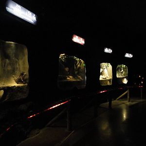 Burrowing animals' exhibits