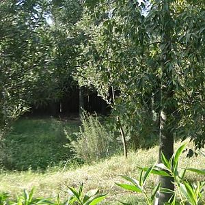 Southern cassowary enclosure