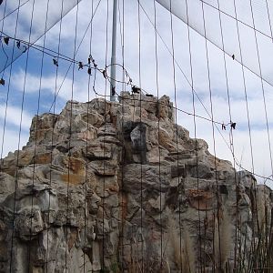 Andean Condor exhibit