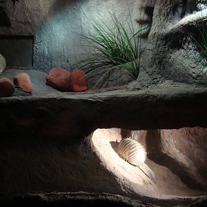 Burrowing animals' exhibits