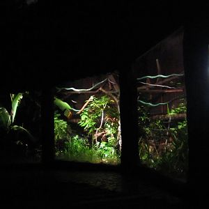 Fishing Cat Trail - Common Palm Civet exhibit