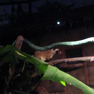 Fishing Cat Trail - Common Palm Civet
