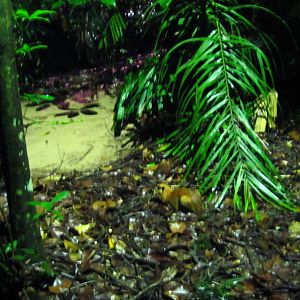 Fishing Cat Trail - Greater Mousedeer