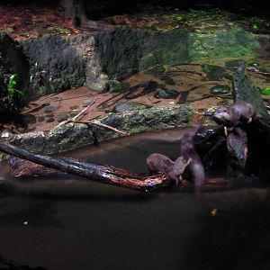 Fishing Cat Trail - Asian Small-clawed Otters