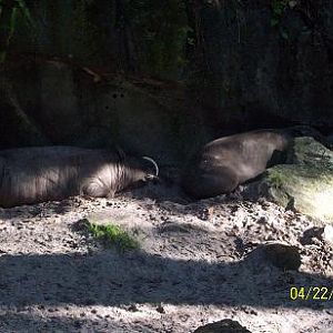 Babirusa