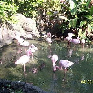 Flamingos