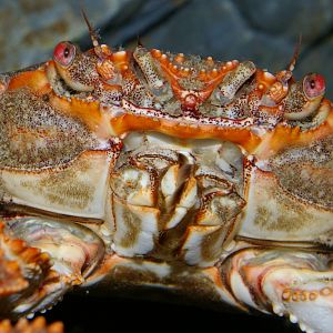 red rock crab (Plagusia chabrus)