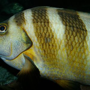 red moki (Cheilodactylus spectabilis)