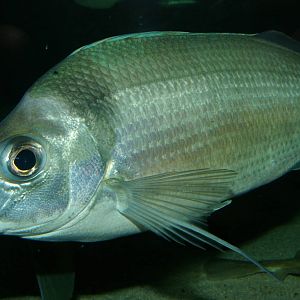 tarakihi (Nemadactylus macropterus)