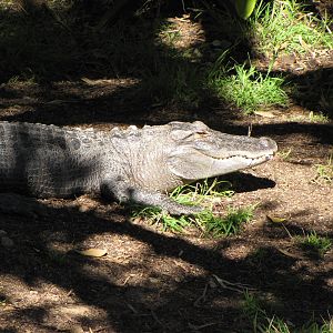 American Alligator