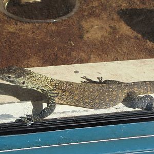 Young Komodo Dragon - Children's Zoo