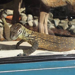Young Komodo Dragons - Children's Zoo
