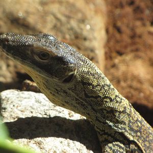 Young Komodo Dragon - Children's Zoo