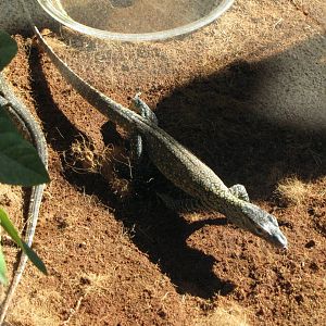 Young Komodo Dragons - Children's Zoo