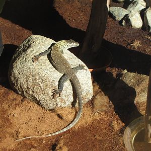 Young Komodo Dragon - Children's Zoo