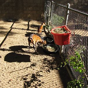 Young Red-flanked Duikers