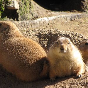 Prairie Dogs
