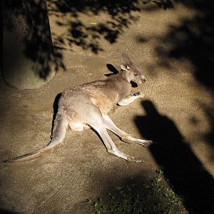 Eastern Gray Kangaroo