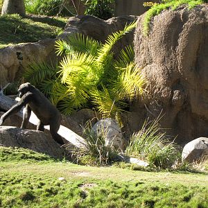 Western Lowland Gorilla